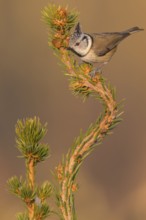 Crested Tit (Lophophanes cristatus), on spruce top, Swabian Alb Biosphere Reserve,