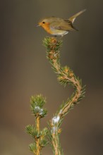 Robin (Erithacus rubecula), on a snow-covered spruce top, Swabian Alb biosphere reserve,