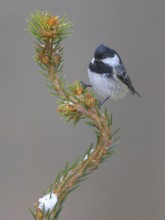 Fir tit (Periparus ater), on a spruce top covered with snow, Swabian Alb biosphere reserve,