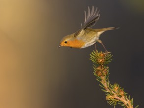 Robin (Erithacus rubecula), taking off from a spruce top, Swabian Alb biosphere reserve,