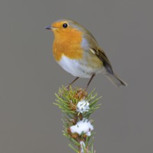 Robin (Erithacus rubecula), on a snow-covered spruce top, Swabian Alb biosphere reserve,