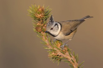 European robin (Erithacus rubecula), on spruce top, Swabian Alb biosphere reserve,