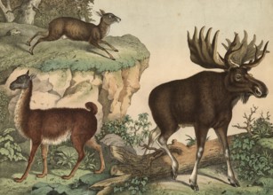 Animals: llama, auchenia lama, musk moschiferus, elk, Alces jubata, school picture, authentic