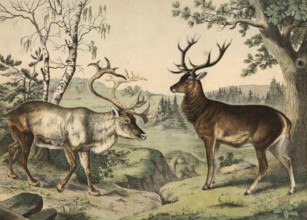 Animals: reindeer, Tarandus rangifer, noble deer, Cervus elaphus, school painting, authentic
