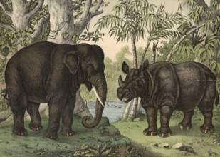 Animals: Indian elephant, Elephas indicus, Indian rhinoceros, Rhinocerus indicus, school picture,