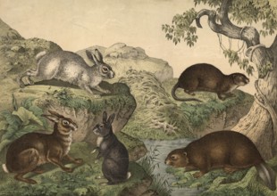 Rodents: hare, Lepus timidus, alpine hare, Lepus variabilis, rabbit, Lepus cuniculus, beaver,