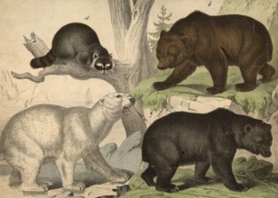 Predators, bears: black bear, Ursus americanus, brown bear, Ursus arctos, polar bear, thalassarctos