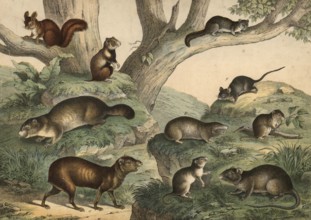 Rodents: Aguti, Dasyprocta aguti, hamster, Cricetus frumentarius, groundhog, Arctomys marmota,