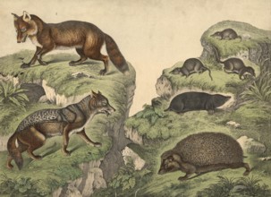 Predators (left) and insectivores: jackal, Canis aureus, fox, Vulpes vulgaris, hedgehog, Erinaceus