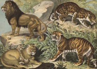 Predators: lion and lioness, Felis leo, tiger, Felis tigris, jaguar, Felis onca, school picture,