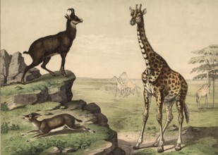Animals, ruminants: giraffe, Camelopardis girafa, chamois, Capella rupicapra, gazelle, gazella