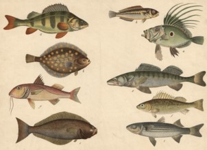 Animals, fish: sunfish or petersfish, Zeus faber, plaice, pleuronectes platessa, halibut,