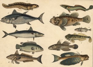 Animals, Fish: eel, Blennius viviparus, tadhead or bullhead, Cottus gobio, striped shipowner,