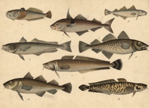 Animals, fish: starseer or skygazer, Uranoscopus scaber, haddock, Gadus merlusius, Leng, Gadus