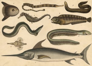 Animals, fish: sunfish, orthagoriscus mola or mola mola, sea needle, Syngnathus acus, seahorse,