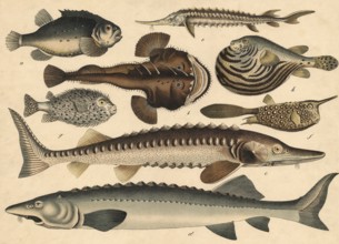 Animals, fish: clubfish or sea hare, Cyclopterus lumpus, frogfish or monkfish, Lophius piscatorius,