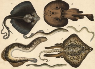 Animals, fish: eagle rays, Myliobatis aquilla, bitter rays, torpedo marmorata, sleeping ray, raja