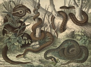 Animals, snakes: spectacled snake or Indian cobra, Naja tripudians or Naja naja, viper, Pelias