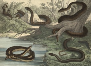 Animals, snakes and lizards: black snake, Coluber Austriacus, snake, Coluber flavescens, sea snake,