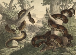 Animals, snakes: rattlesnake, Crotalus horridus, kingsnake or god snake, boa constrictor, school