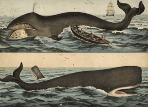 Animals: Greenland whale, Balaena mysticetus and sperm whale, Physeter macrocephalus, school