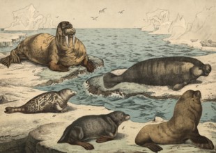 Animals: Seal, Phoca vitulina, fur seal, Otaria ursina, sea lion, Otaria jubata, walrus, Trichechus