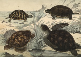 Animals, turtles: giant tortoise, Chelonia mydas, hawksbill turtle, Chelonia imbricata, Greek