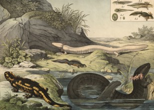 Animals, amphibians or amphibians: earthen salamander, Salamandra maculosa, water newt, Triton