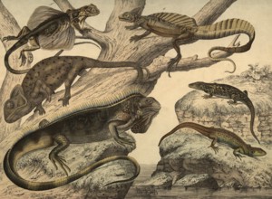 Animals, lizards: chameleon, chameleo africanus, lizard, Lacerta agilis, wall lizard, Lacerta