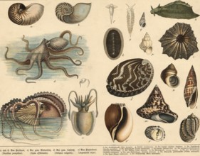 Animals: squids and snails, school picture, authentic reproduction of a school mural, around 1900,