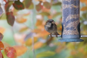 Sparrow eating seeds from a feeder. seasonal bird feeding. Bad Salzschlirf, Hessen, Germany