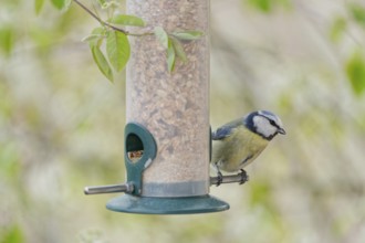 Blue tit (Cyanistes caeruleus) eating seeds from a feeder. seasonal bird feeding. Bad Salzschlirf,