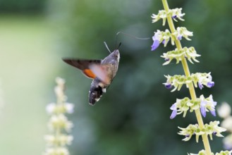 Hummingbird hawk-moth pollinates Coleus flowers
