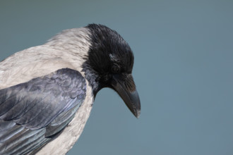 Portrait of a crow on a blue background. Miedzyzdroje, Poland