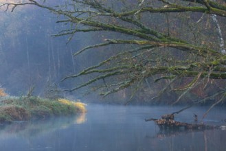 Peaceful river landscape between forest and meadow with mist and calm water in autumn, ray of light