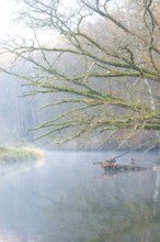 Peaceful river landscape between forest and meadow with mist and calm water in autumn, ray of light
