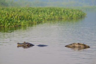 Caiman in water near swamp area with dense green vegetation, spectacled caiman (Caiman yacare,