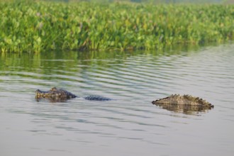 A caiman swimming in the water, surrounded by green plants and a calm atmosphere, spectacled caiman