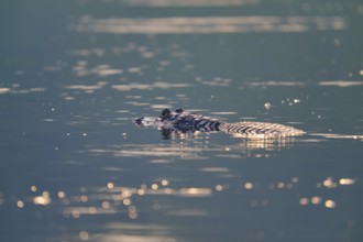 The caiman rests calmly in the still water, shimmering golden reflections everywhere, Spectacled