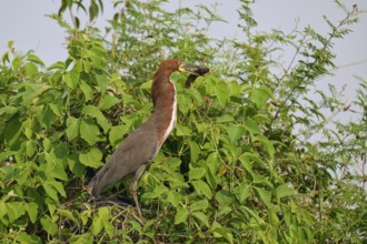 A bird on a green branch, surrounded by leaves, in the wild with prey in its beak, Marbled Heron
