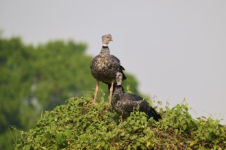 Two birds on a leaf-covered hill against a blue sky, Collared Weaver (Chauna torquata), Pantanal,