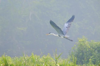 A heron flies over green vegetation in the mist, Cocoi Heron (Ardea cocoi), Pantanal, Mato Grosso,
