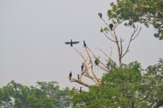 Several birds sitting and standing on the bare branches of a large tree, Olive Cormorant,