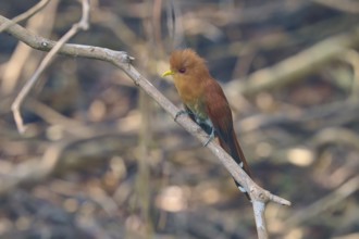 A small, brown and orange coloured bird sitting on a branch in front of a blurred natural