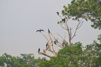 Birds sitting and flying on bare branches of a large tree under a clear sky, Olive Cormorant,