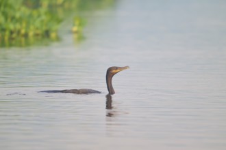 A bird swimming in clear water near a green shoreline, Olive Cormorant (Phalacrocorax olivaceus),