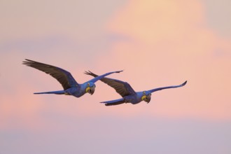 Two blue macaws in harmonious flight against a pink sunset sky, Hyacinth Macaw (Anodorhynchus