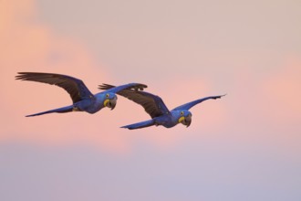 Two macaws gliding synchronised in the sky at sunset, surrounded by pink and blue hues, Hyacinth