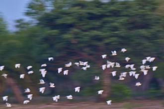 White birds flying in front of a dense green forest, blur creates movement, Cattle Egret (Bubulcus