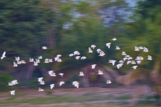 A multitude of birds in flight against a morning tree sky, Cattle Egret (Bubulcus ibis), Pantanal,